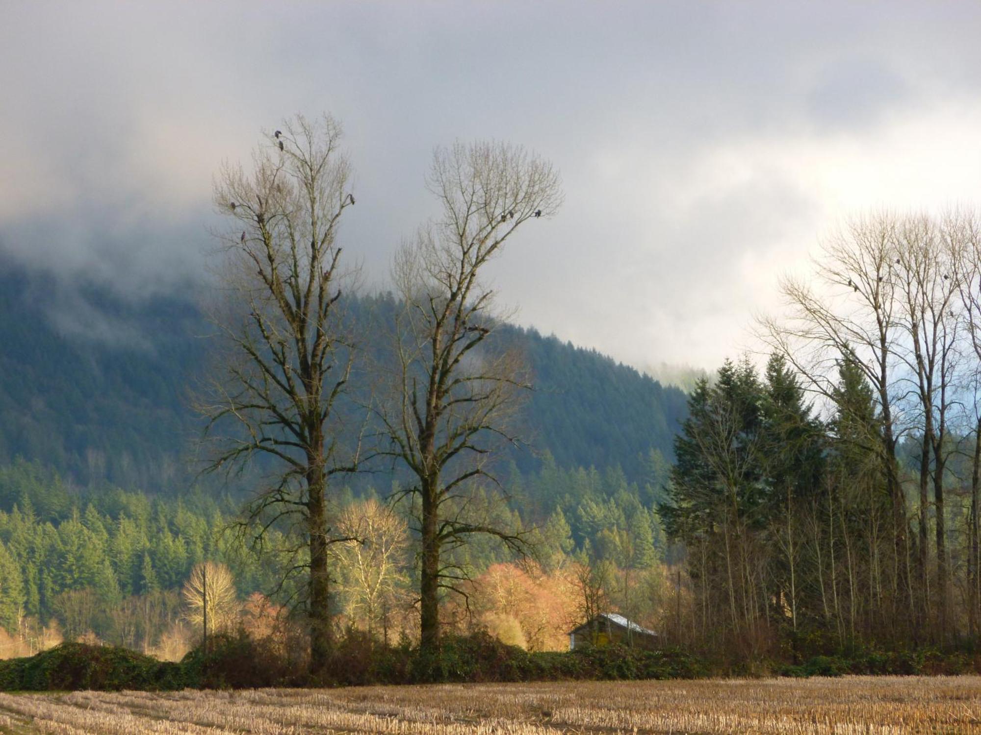 Harrison Hammond House Farmstay Harrison Mills 외부 사진